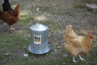 3 Gallon Double Wall Metal Poultry Fount