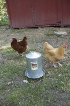 3 Gallon Double Wall Metal Poultry Fount