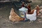 5 Gallon Double Wall Metal Poultry Fount