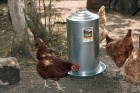 8 Gallon Double Wall Metal Poultry Fount