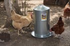 8 Gallon Double Wall Metal Poultry Fount