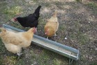 48" Reel-Top Poultry Range Feeder