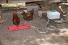 Automatic Plastic Trough Waterer Kit