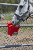 8 Quart Hook Over Feed Pail