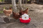 1 Gal Deep Base Poultry Waterer