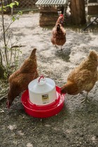 1 Gal Deep Base Poultry Waterer