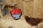 Deluxe Hen Hydrator, 1 Gallon