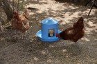 2  Gallon Painted Galvanized Poultry Waterer - Berry Blue