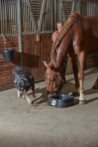 10 Quart Plastic Feed Pan