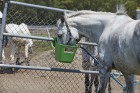 12 Quart Plastic Hook Over Feeder