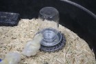 Mason Jar Baby Chick Waterer