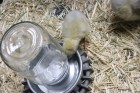 Mason Jar Baby Chick Waterer