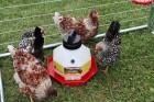 3 Gallon Plastic Poultry Waterer