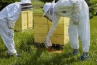 Beekeeping Veil with Built-In Hat