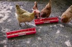 20 in Plastic Poultry Trough Feeder Narrow Spacing