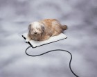 Large Plastic Heated Pet Mat