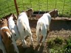 9 Quart Hook Over Goat Trough