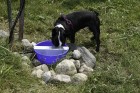 5 Quart Plastic Ever Full Pet Bowl