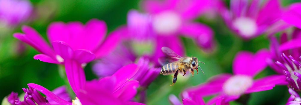 Beekeeping Supplies