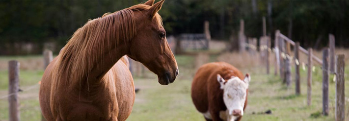 Equine/Cattle/Hog