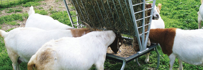 Metal Buckets, Tubs & Feeders