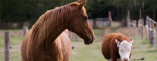 Equine-Cattle-Hog