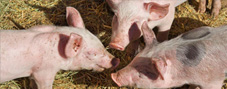 Nursing & Hog Feeders