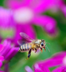 beekeeping